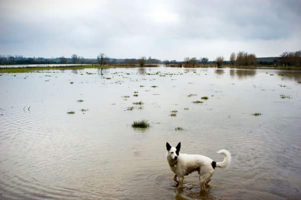 FB_IMG_1458849112431