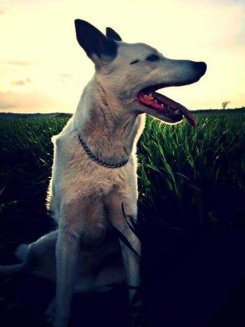 FB_IMG_1460564389681