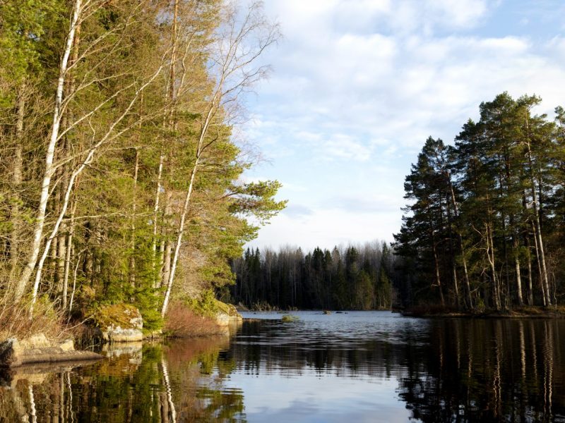 Sweden: ‘They have a moose problem you&nbsp;know’