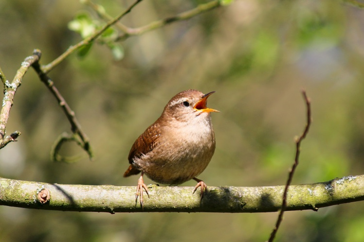 wren-singing-leighton-moss