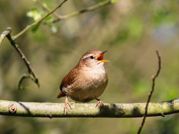 A Dawn Chorus